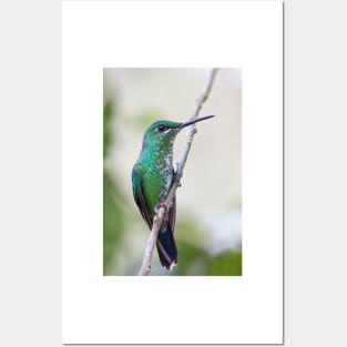 Green-crowned Brilliant hummingbird - Costa Rica Posters and Art